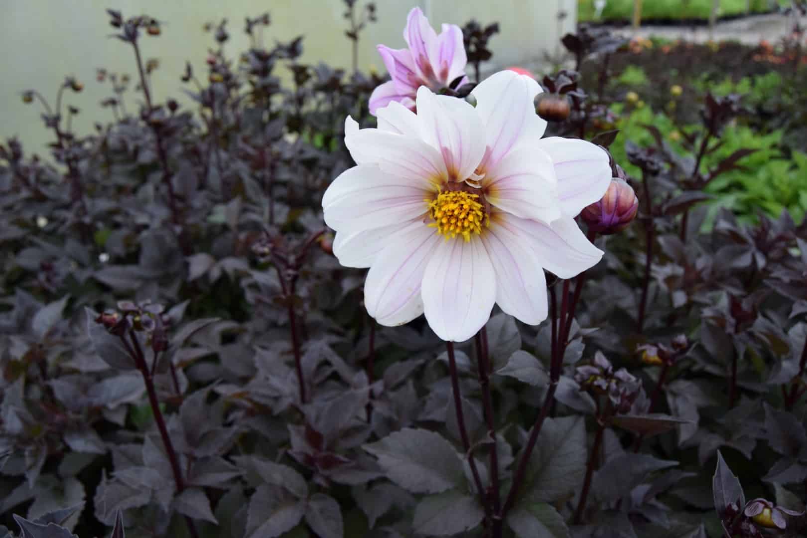 Dahlia 'Bishop of Dover' !! SPECIAL OFFER !!